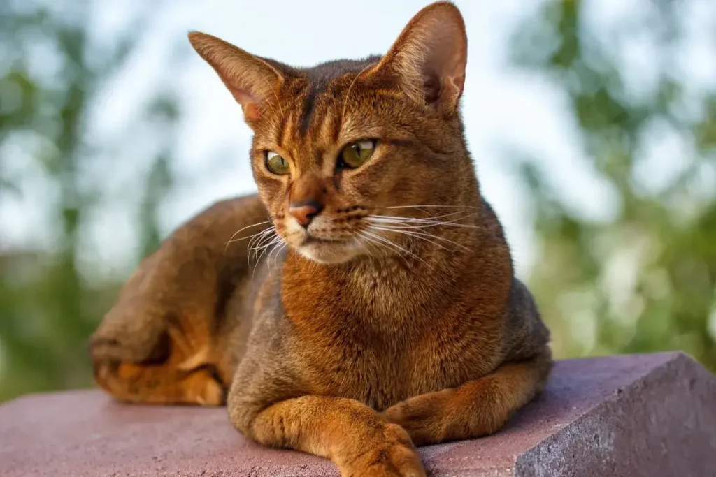 Abyssinian