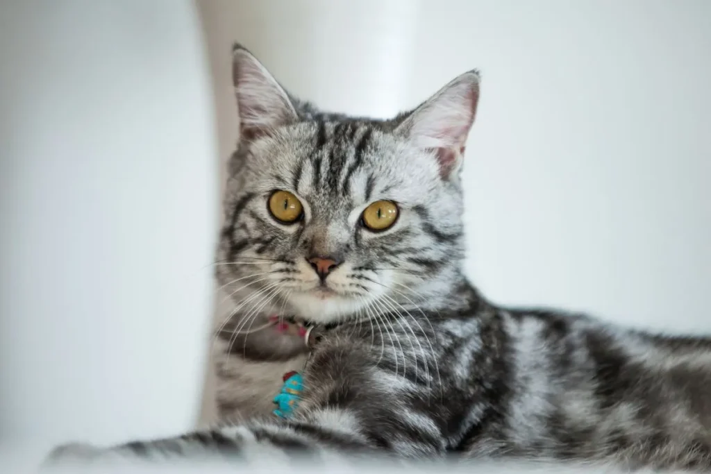 American Shorthair