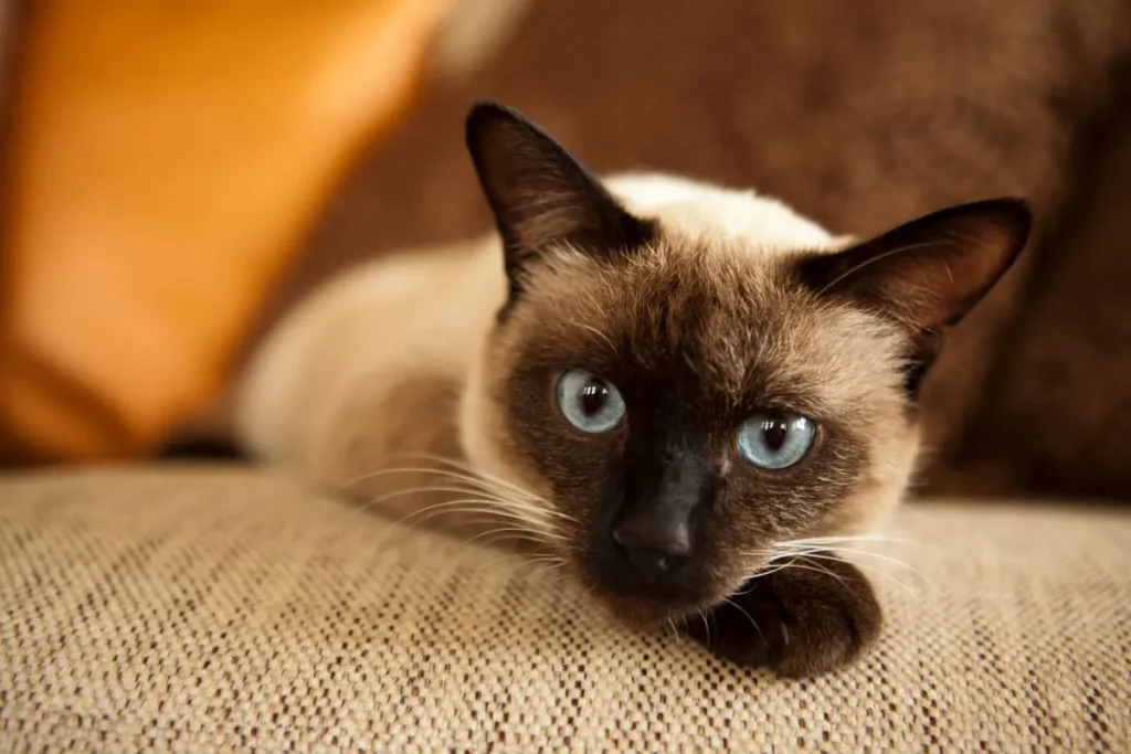 Siamese