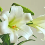 Easter Lily Vine