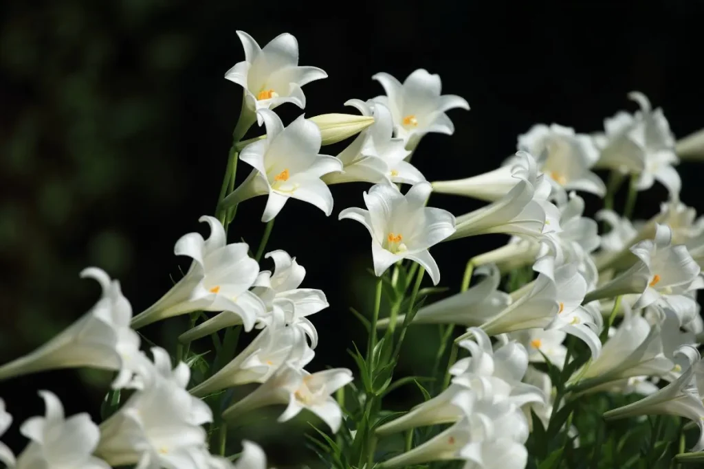 Easter Lily Vine