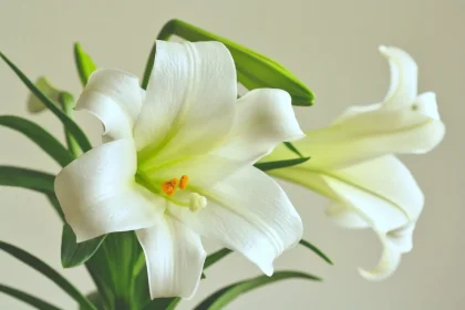 Easter Lily Vine