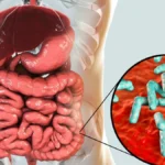 Gut microbiome